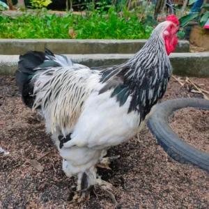 Isabel Brahma Chicken