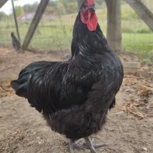Black English Orpington Chicken