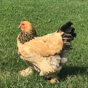 Buff Brahma Chicken (Female)