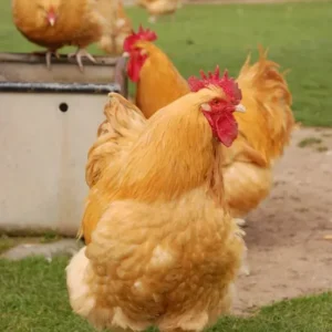 Buff Orpington Chicken