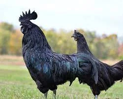 Ayam cemani breeding pair for sale
