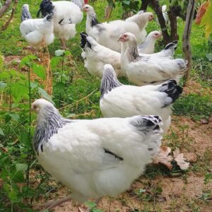 Light Sussex Chicken