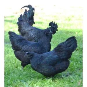 Kadaknath Hen