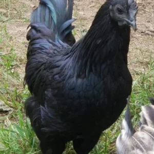 Ayam cemani black rooste
